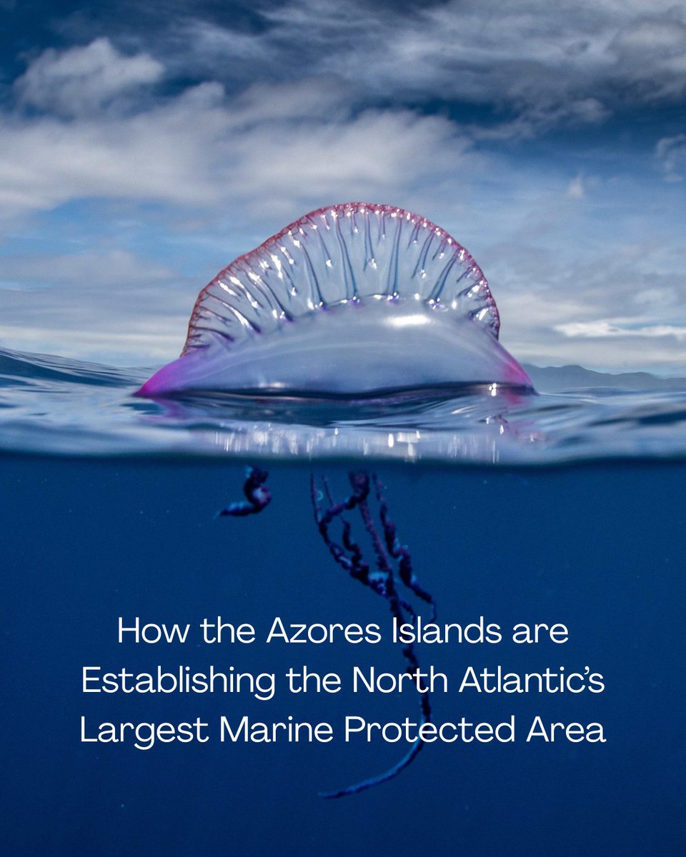 In the middle of the vast North Atlantic Ocean, a tiny volcanic archipelago hundreds of miles from mainland Europe is reshaping marine conservation. 

Learn more about this groundbreaking conservation effort ➡️ fishsens.com/leading-the-wa…

Photo Credit: Adapted from Manu San Felix.