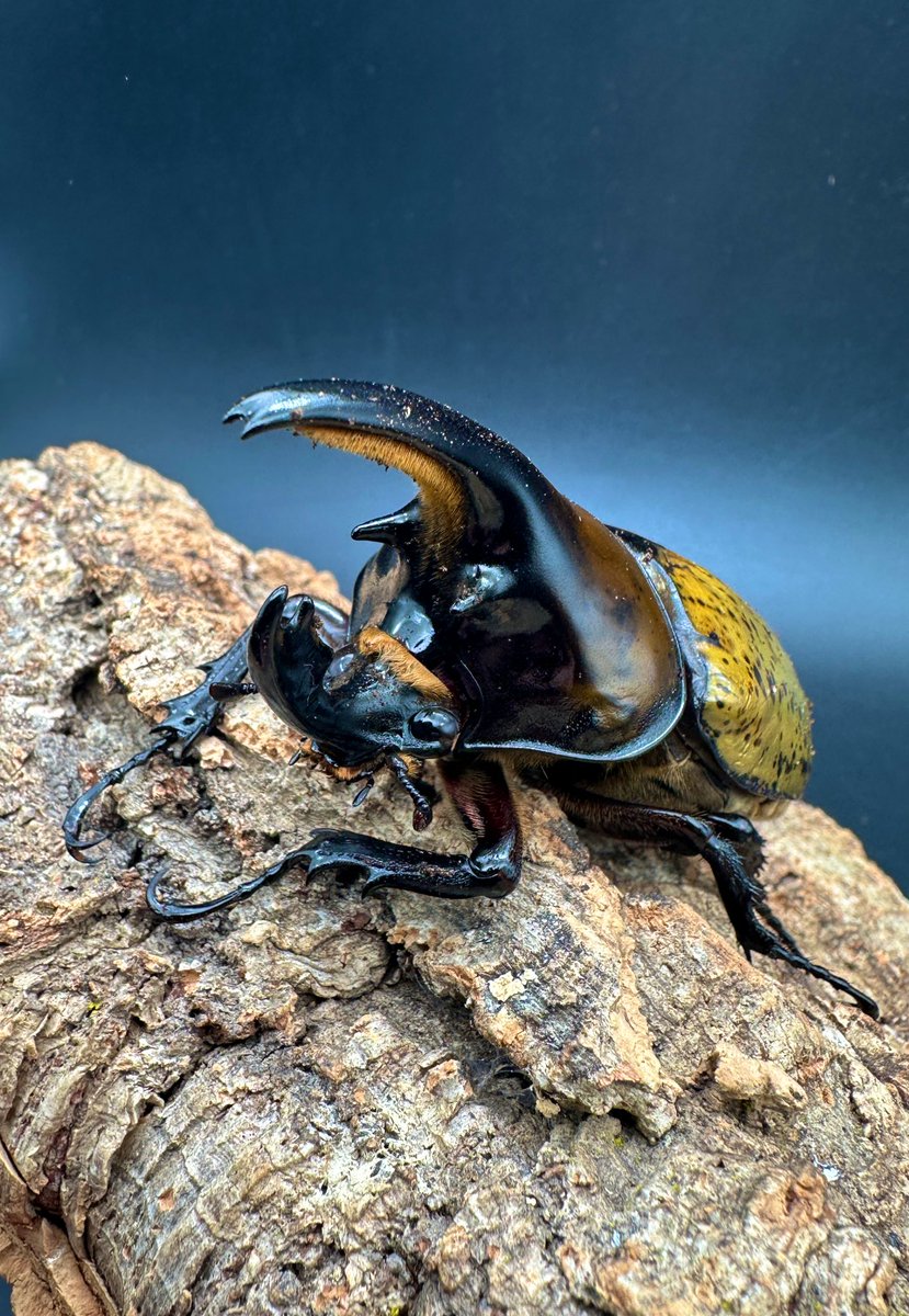 かぶぶくわわ (@mushi_lowkun) / Posts / X