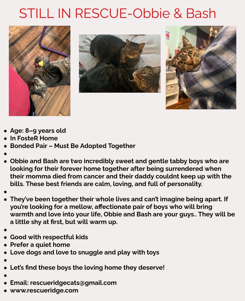 rescueridge's tweet image. Obbie &amp;amp; Bash! 

~8 yrs. old

This bonded pair are just what you have been looking for - calm, loving and full of personality!

Apply at RescueRidge.com

#adoptus #RescueRidge