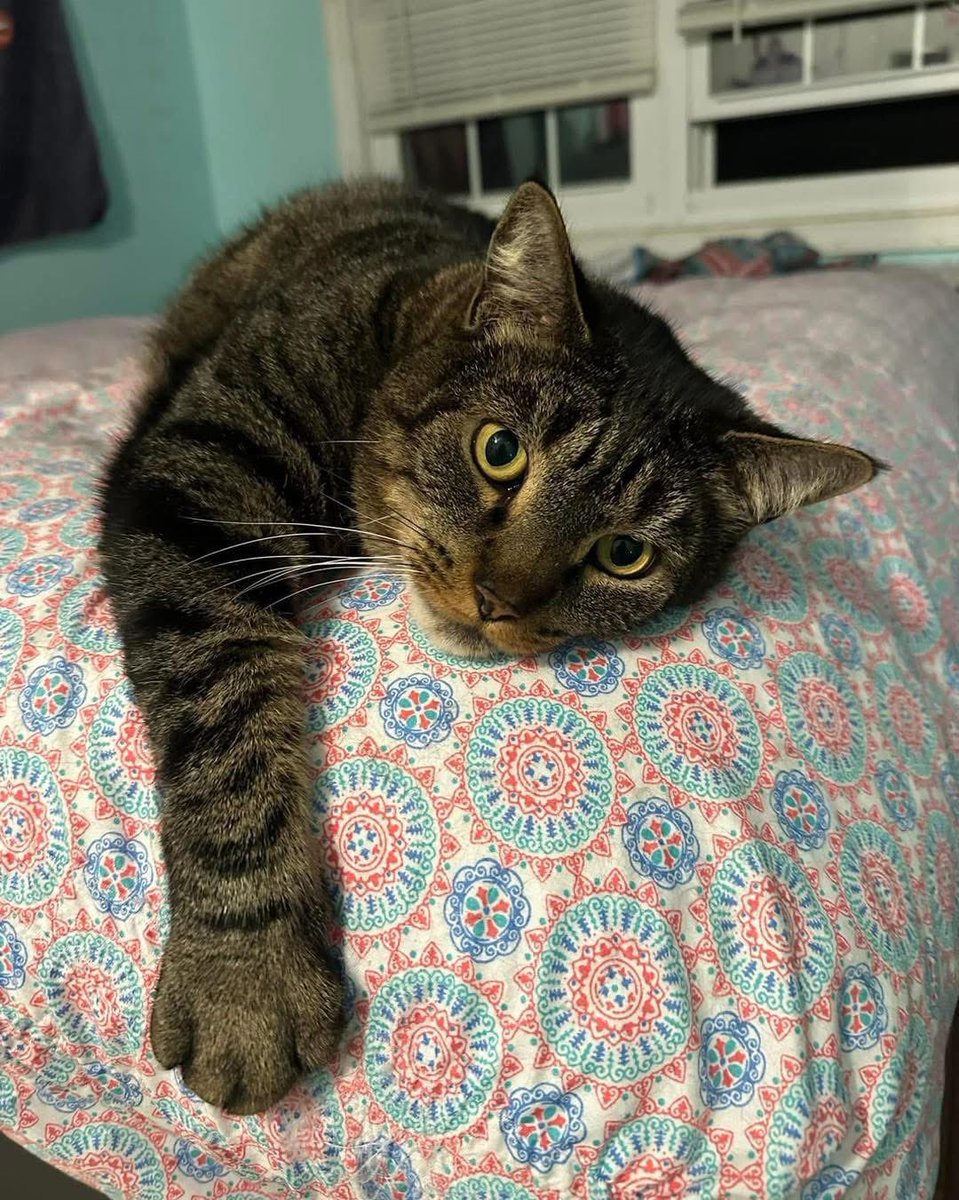 rescueridge's tweet image. Obbie &amp;amp; Bash! 

~8 yrs. old

This bonded pair are just what you have been looking for - calm, loving and full of personality!

Apply at RescueRidge.com

#adoptus #RescueRidge