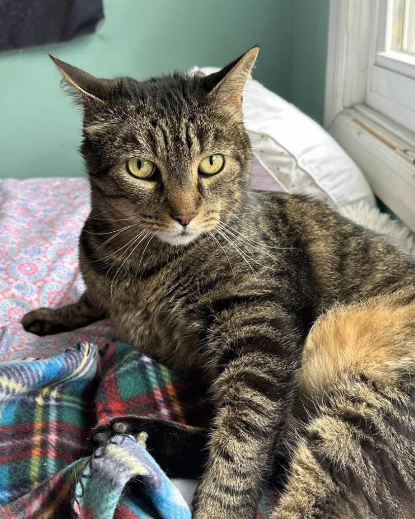 rescueridge's tweet image. Obbie &amp;amp; Bash! 

~8 yrs. old

This bonded pair are just what you have been looking for - calm, loving and full of personality!

Apply at RescueRidge.com

#adoptus #RescueRidge