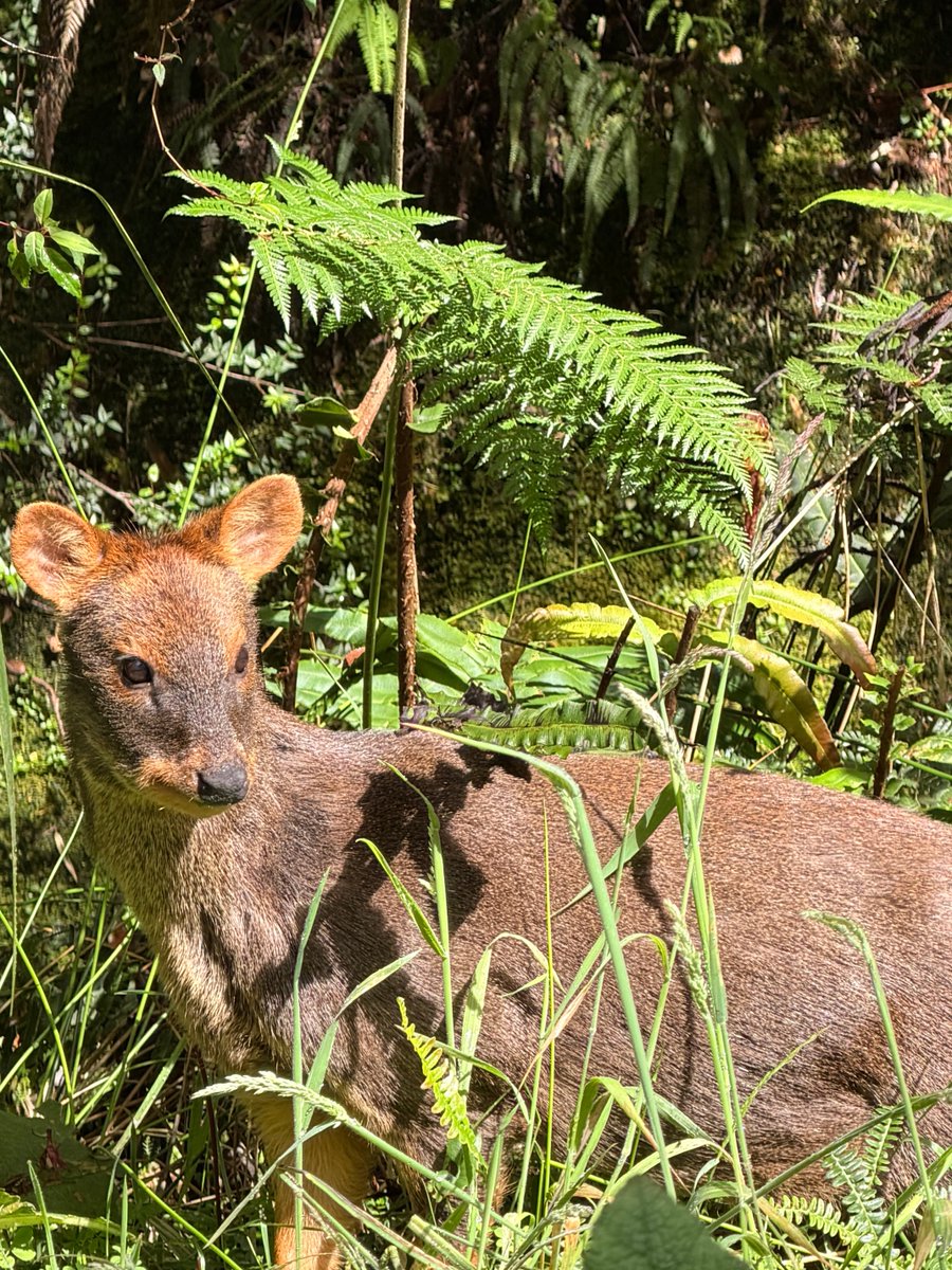 pepe_auth's tweet photo. Inverosímil encuentro con un Pudú en Tepuhueico, frente a Chonchi, en Chiloé. Vimos varios en 2 días en el Parque, pero éste se dejó fotografiar para que no se nos olvide este maravilloso momento. https://t.co/7IpK3ce3r9