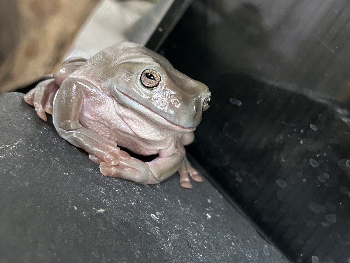 KMKMTURTLE's tweet photo. 連休突入してるのでこの時間でもゆっくり観察できる🐢🐸 https://t.co/8eWWXhOWNG