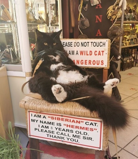 Punch Cat tweet media