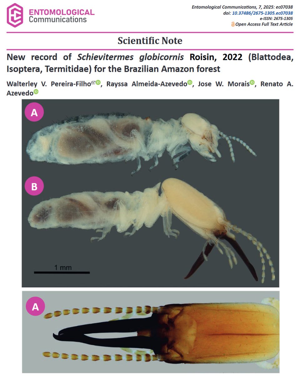 Entomological Communications tweet media