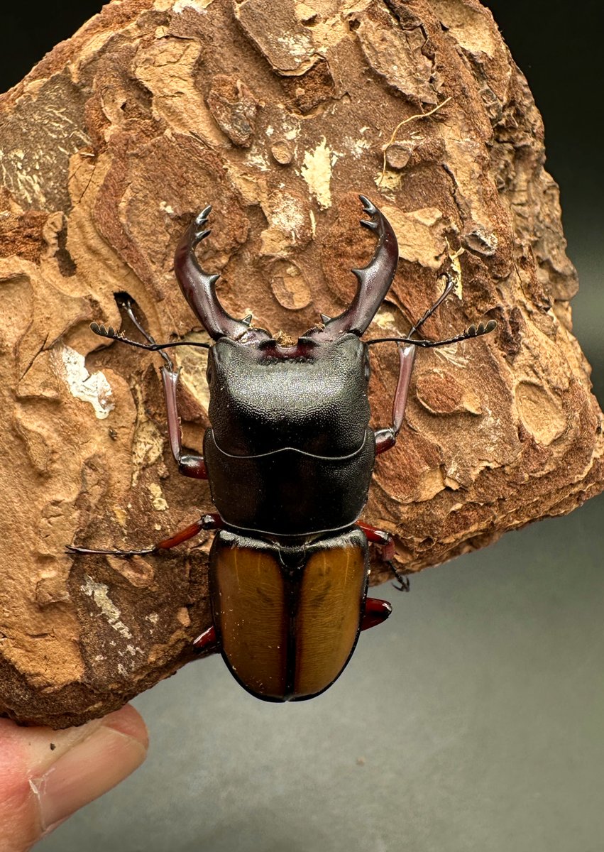 かぶぶくわわ (@mushi_lowkun) / Posts / X