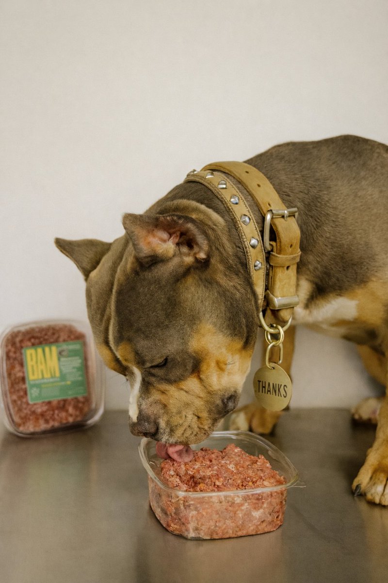 GOTBAMRAW's tweet photo. Every pet deserves to thrive, and we've been dedicated to that since 2017! โจ At BAM Raw Diets, we craft natural diets born from our passion for dogs. #BAMRaw #HealthyDogs #NaturalPetFood #PetNutritionJourney https://t.co/UeU2Yhbg6r