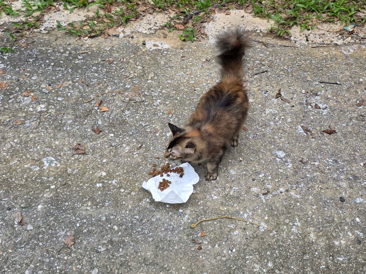 Kucing Terbuang tweet media