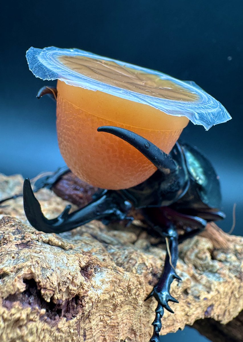 かぶぶくわわ (@mushi_lowkun) / Posts / X