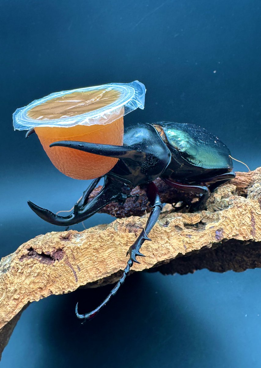 かぶぶくわわ (@mushi_lowkun) / Posts / X