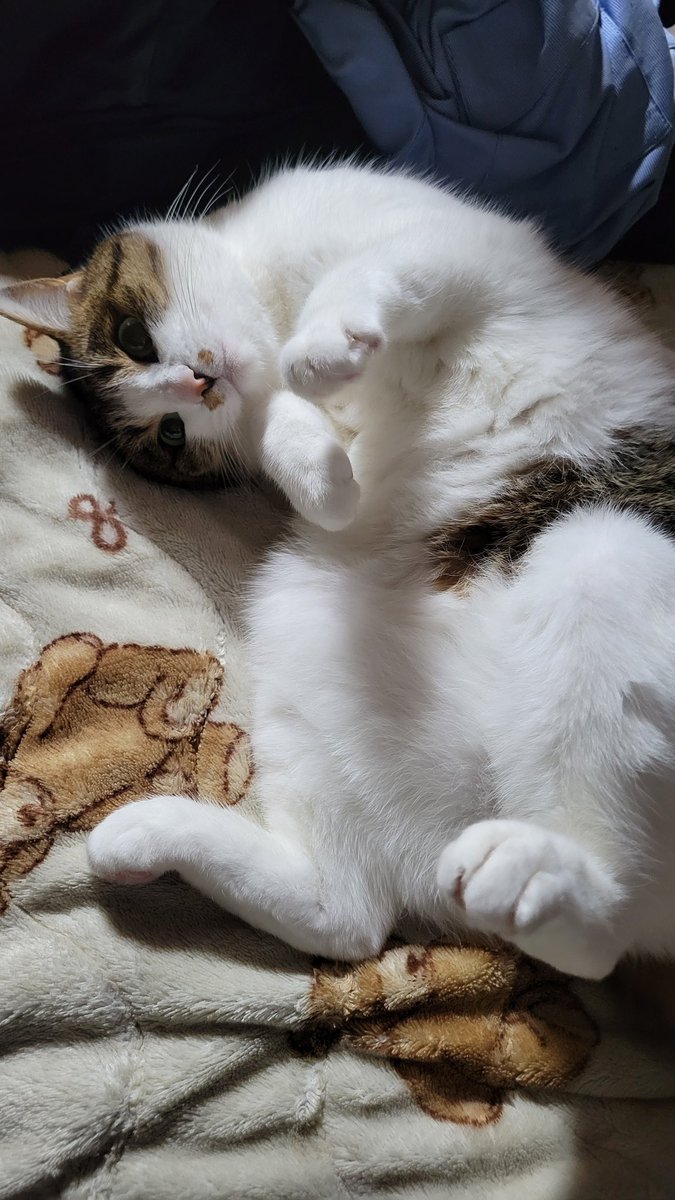 どこかの猫好き 3/8(水)よる11時「ねこ自慢」サンシャイン池崎が猫カフェで猫まみれに