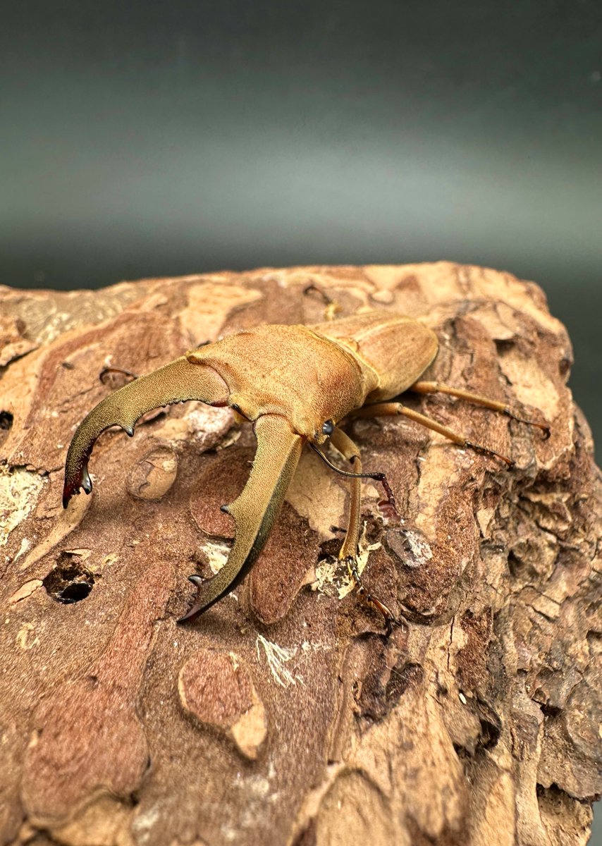 かぶぶくわわ (@mushi_lowkun) / Posts / X