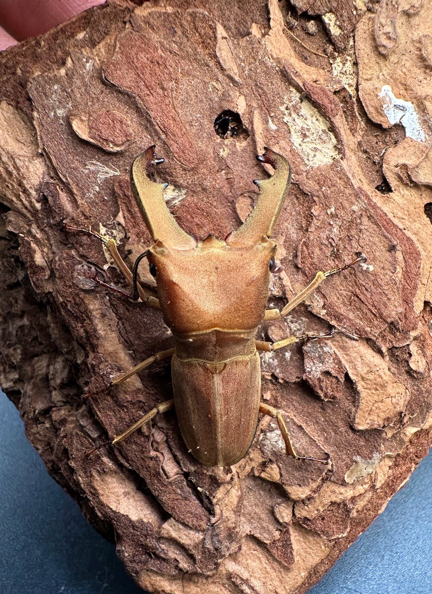 かぶぶくわわ (@mushi_lowkun) / Posts / X