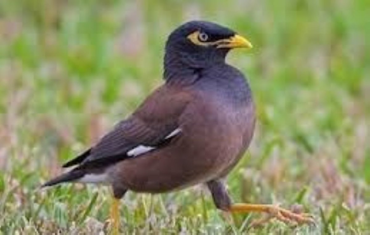 LokmanIsmail2's tweet photo. Burung tiong gembala kerbau.
https://t.co/KoTdK8BK0Q https://t.co/NqKRbm2u8B