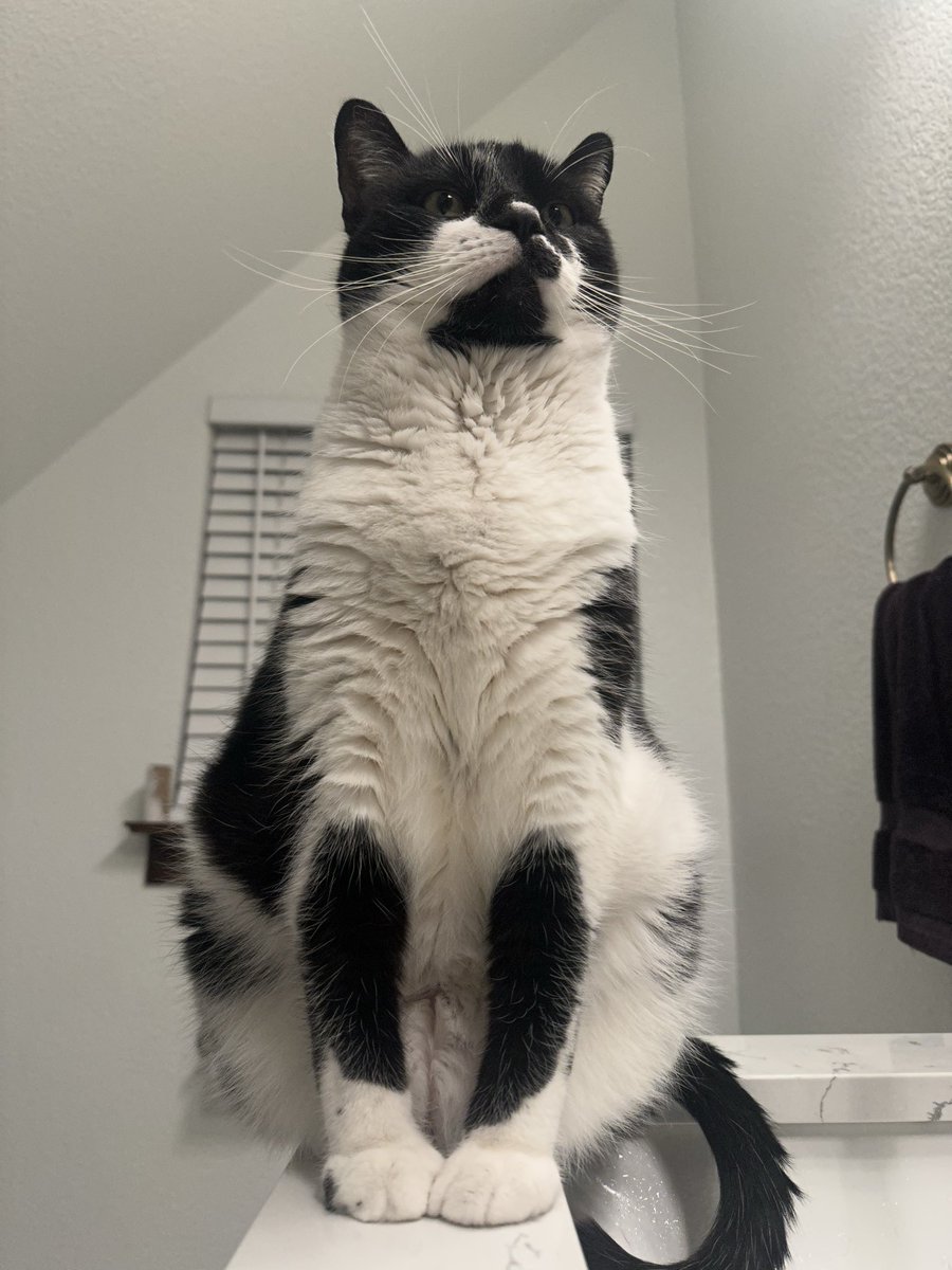 Mr. Kitty tweet media