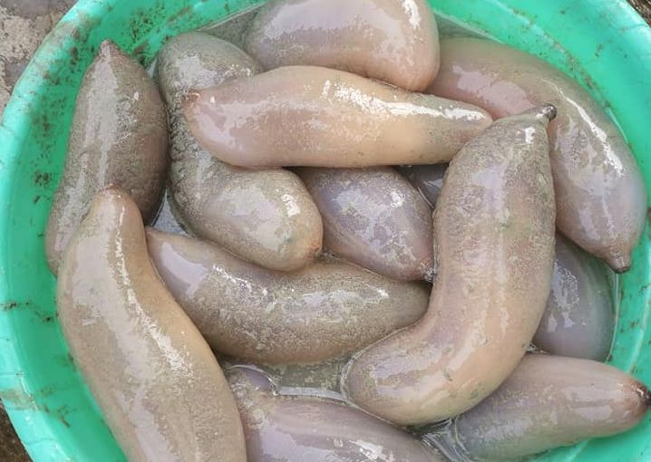 LokmanIsmail2's tweet photo. Bronok sedap dimakan mentah.
https://t.co/DAx680FvTA https://t.co/2YcljEO3ce