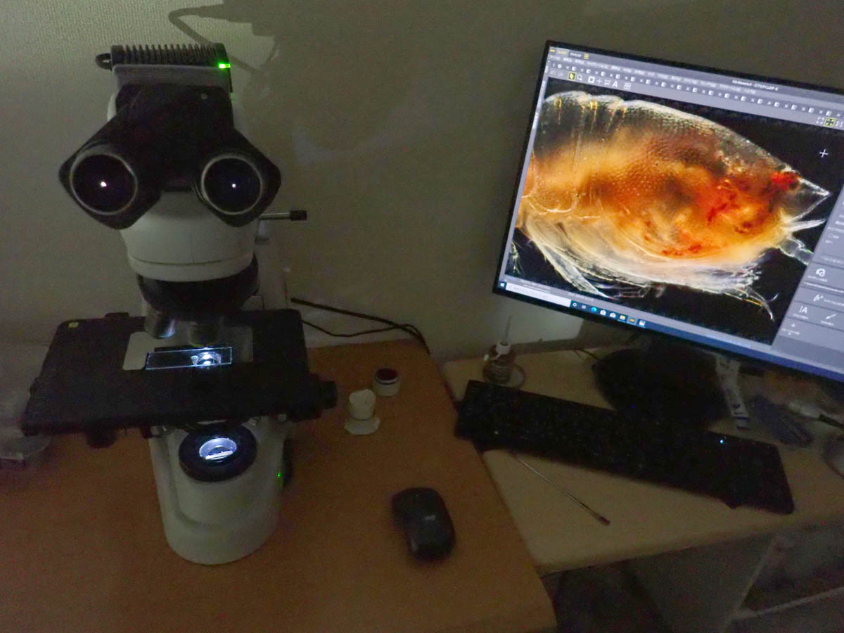 a1AgqW93RTKPUD9's tweet image. 深夜の顕微鏡は落ち着くよね～。好きな音楽を聞きながら甲殻類の撮影をしていたら大晦日になっていた。今日は耐久顕微鏡観察だよ。