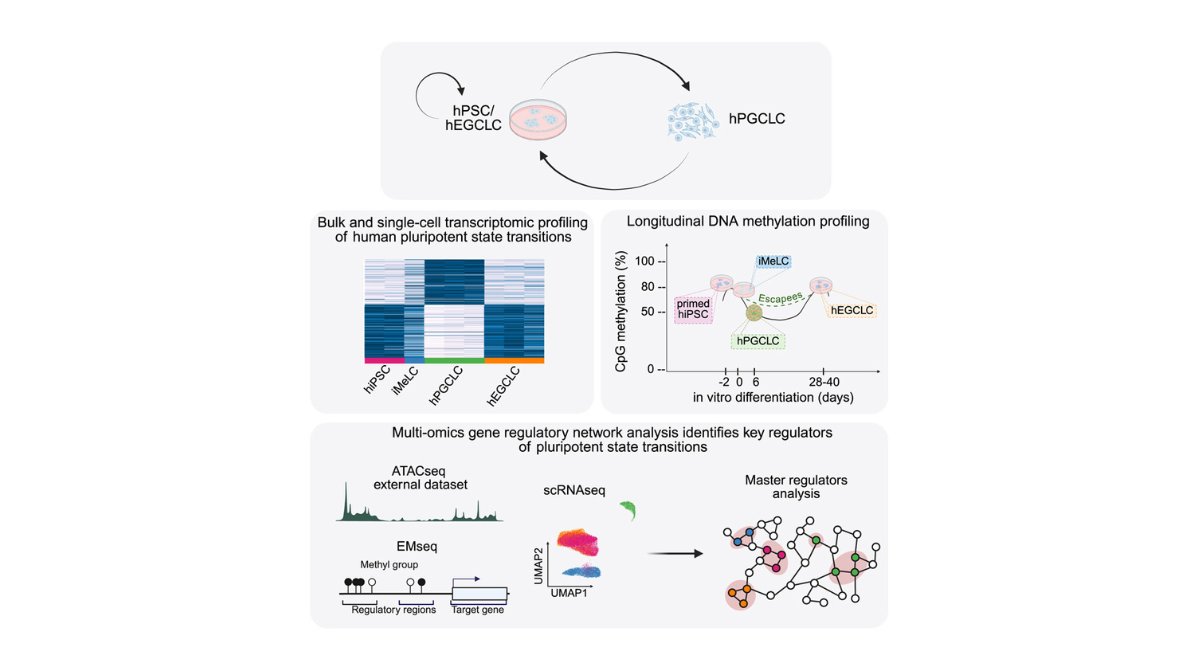 stemcellreports's tweet photo. New in vitro model provides a highly tractable system to study human pluripotent &amp; early developmental transition. High resolution multi-scale profiling of embryonic germ cell-like cell derivation reveals pluripotent state transitions in humans https://t.co/v2fl92itEV https://t.co/YNMXDG8phV