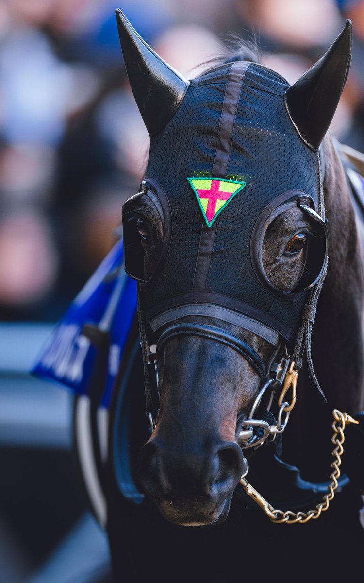 ジャステンパレス
きみは僕の中では永遠に走ってる🐎