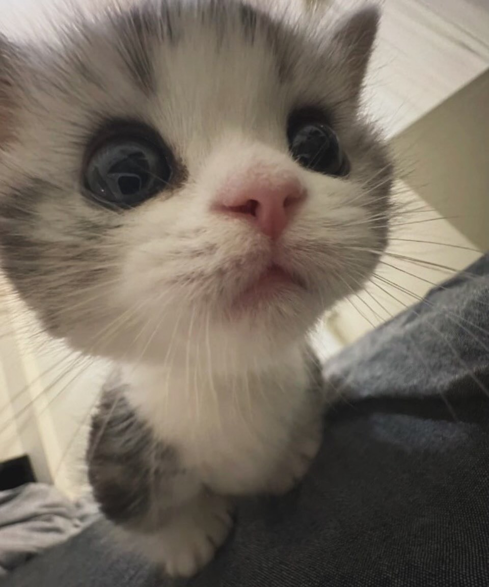 CuteCatsMagic's tweet image. 