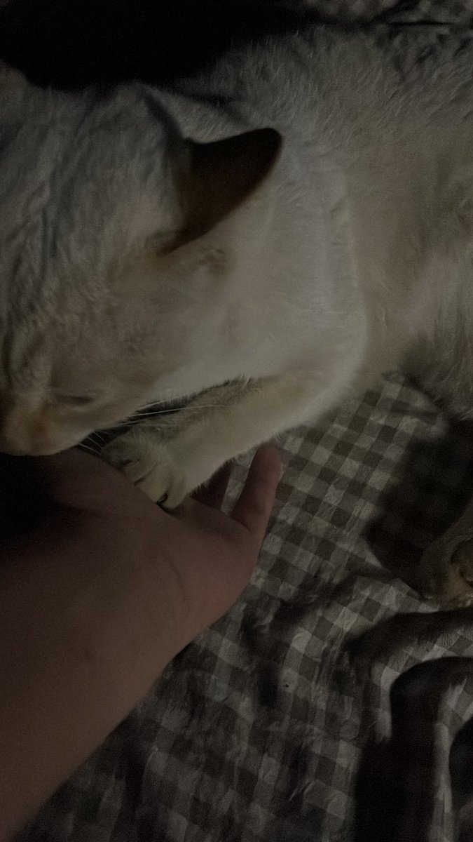 𝐑𝐎𝐋𝐄𝐗 tweet media