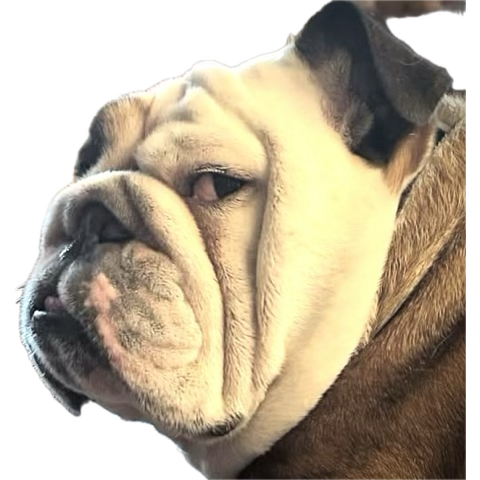 Amigo do Amigo tweet media