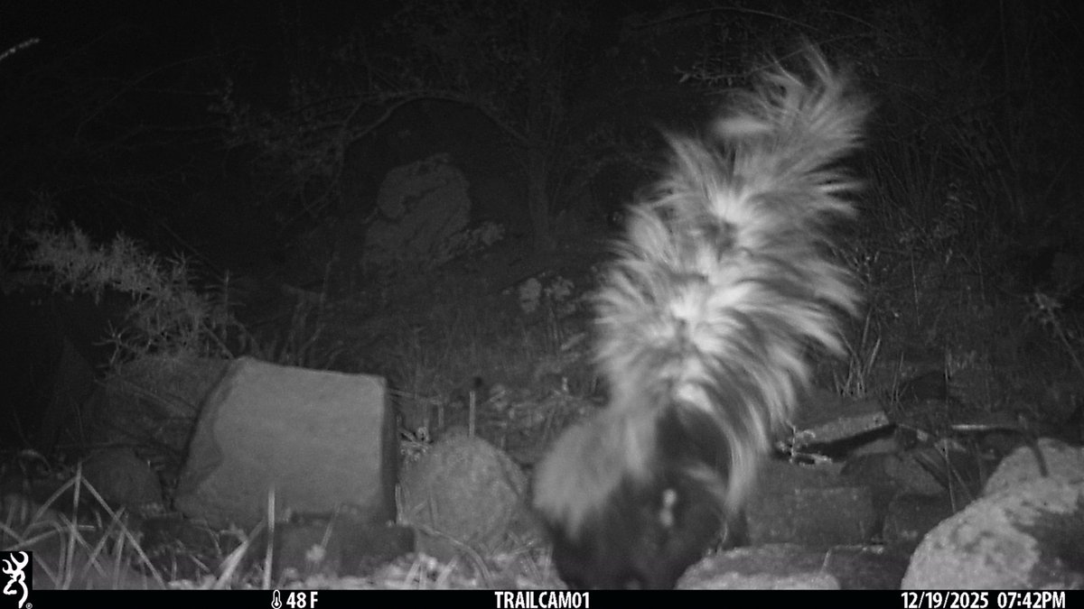CrytzerFry's tweet image. Hooded #skunk tails rock (as long as you're not directly behind one).

Caught on #cameratrap in the Galiuro Mountains.