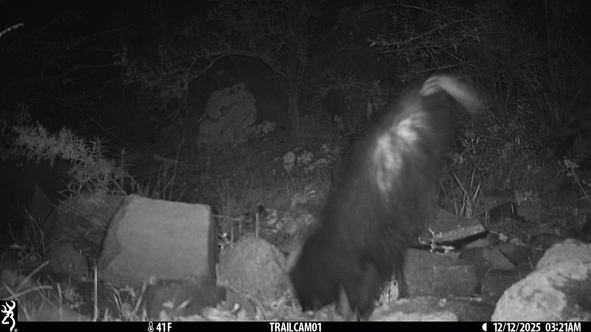 CrytzerFry's tweet image. Hooded #skunk tails rock (as long as you're not directly behind one).

Caught on #cameratrap in the Galiuro Mountains.