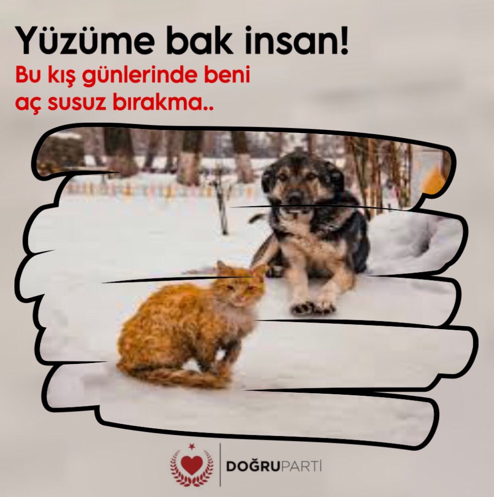 #SokakHayvanlarıSahipsizDeğil #Kış #ÇobanAteşiHareketi