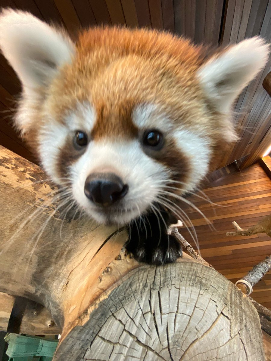 StreamingOurZoo's tweet image. Animal Fact of the Day: Red pandas glow in the dark… well, almost!

The bright white markings on their faces are often described as being “almost luminescent,” and in low light, they help guide lost cubs back to their mothers.

How cool is that?! 🧡