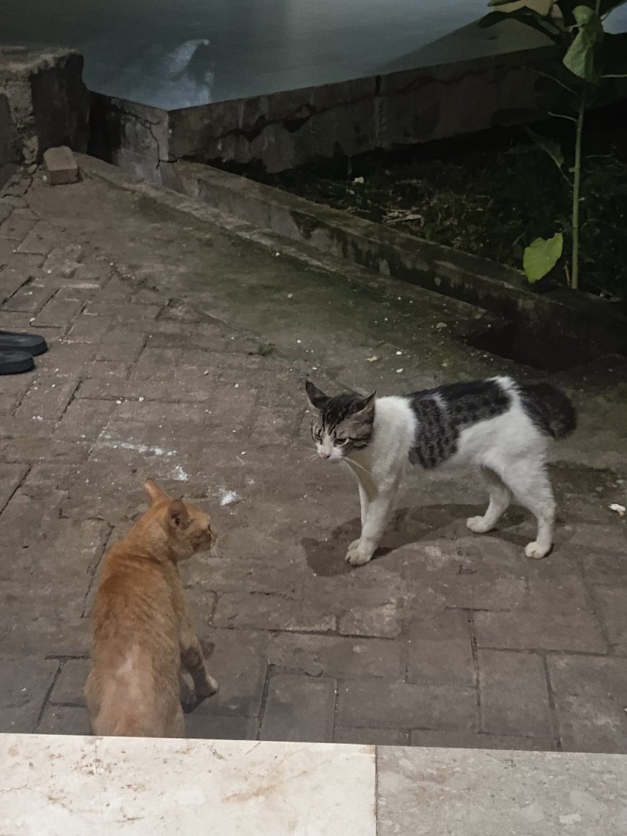 dworzt's tweet photo. @errqivol2 Nonton kucing gelud fun yes https://t.co/k4dUYTgHuB