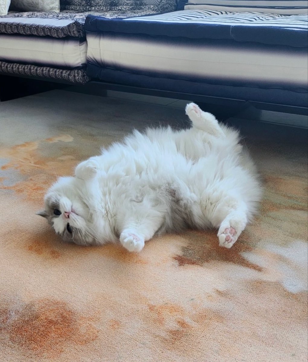 แจมินมาอัพรูปสามลู พวกนางมีเครื่องหัว มีลูกเล่นน้ะ 5555555555 น่ารักที่ปุดอะ

🐰🐱 ถึงจะมาช้า แต่ก็กุริสมาสแหละน้า🎄

ละใครนอนเปนก้อนกม ๆๆๆ 😭🥺