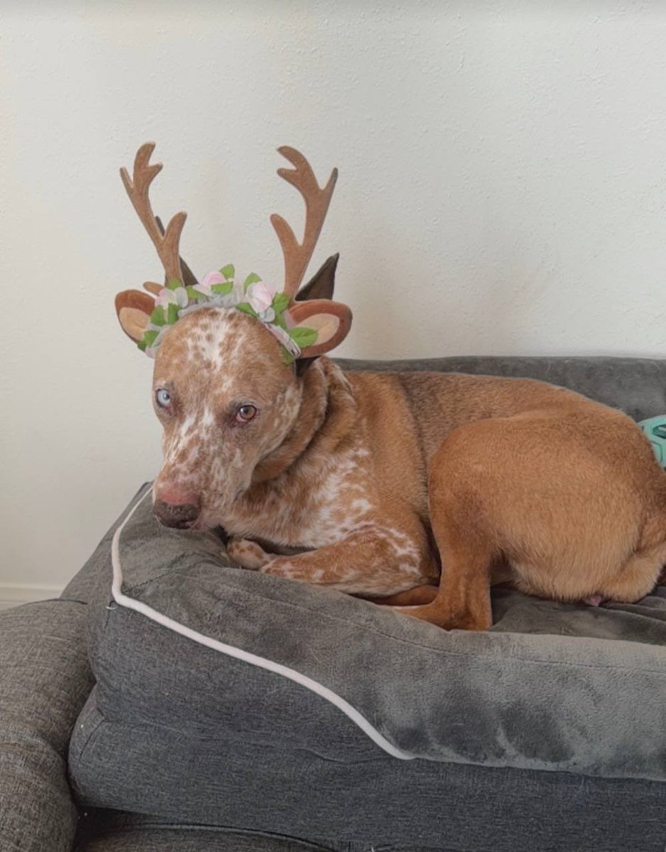 BAMBI Community on X - 140 Members