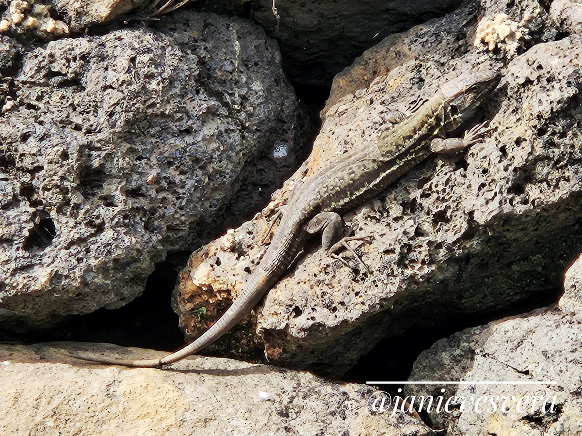janievesvera's tweet photo. Tomando el sol de invierno. 
#lagarto #fauna #LaPalma #Canarias #lizard https://t.co/uhGrxDgK5u