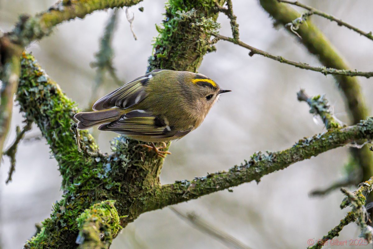 Cliff Gilbert tweet media