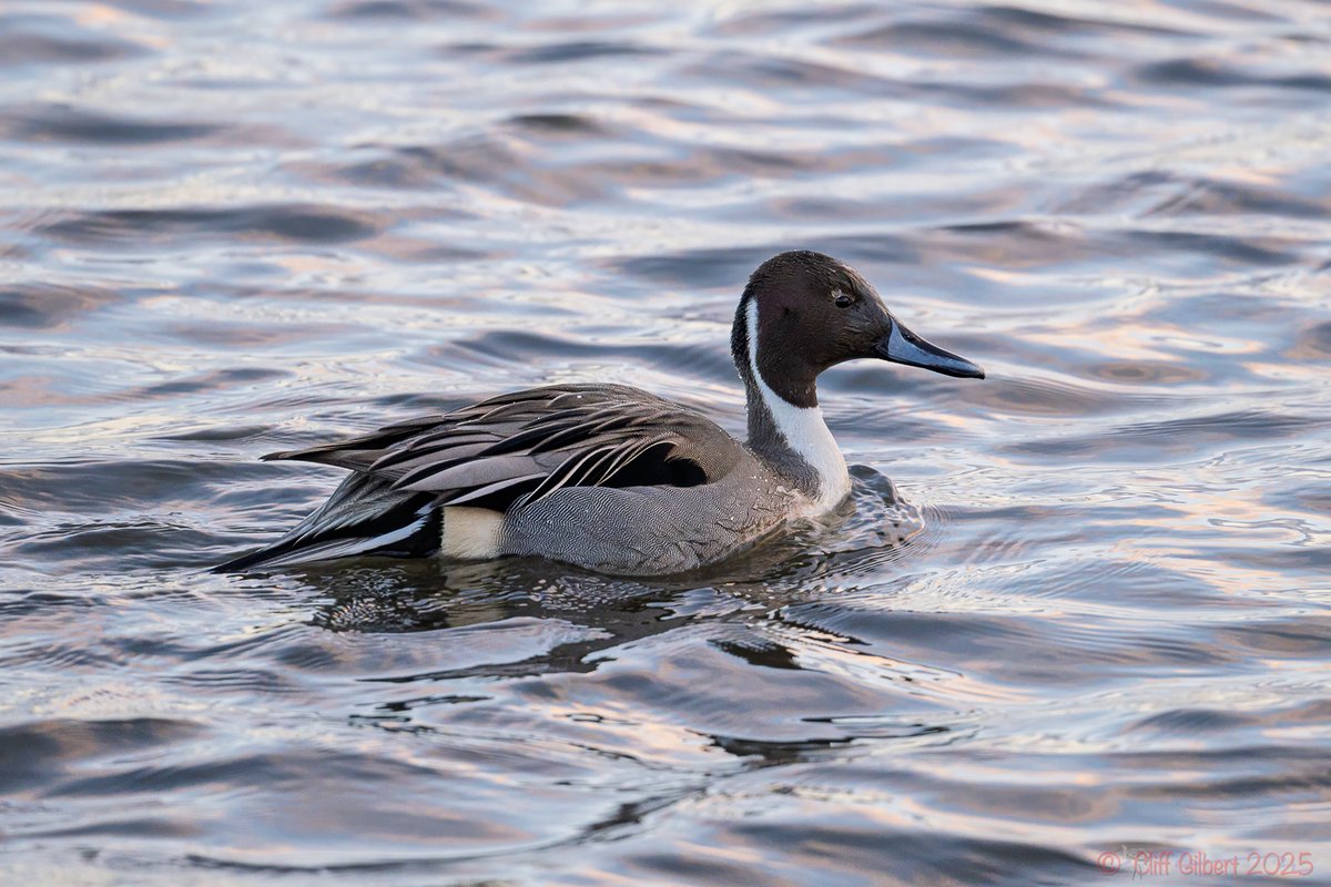 Cliff Gilbert tweet media