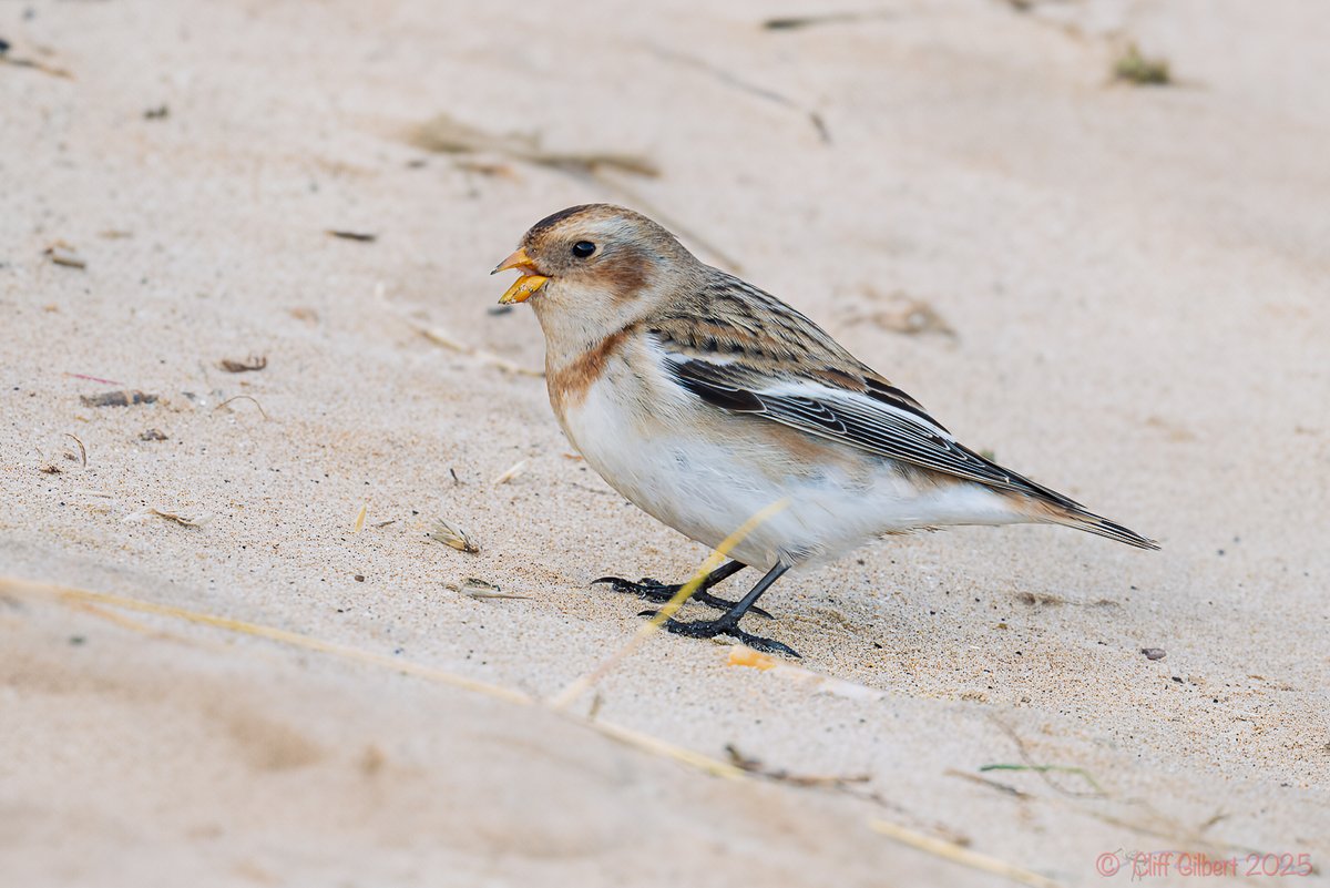 Cliff Gilbert tweet media