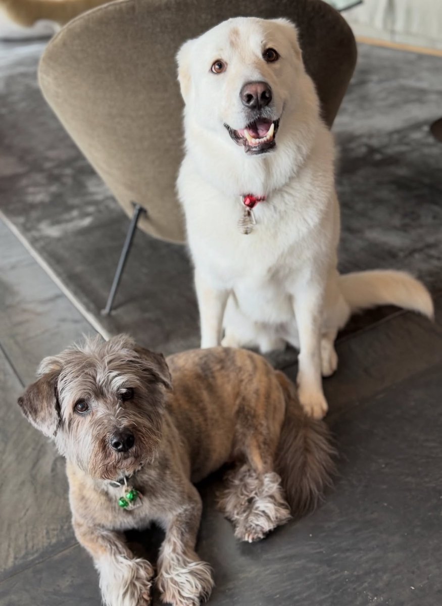 pause4yourpets's tweet image. Lovely moments 
My lovely companions 🐕❤️