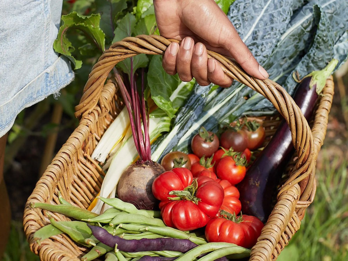 HerbalistChief's tweet image. In 2026, try to plant a garden and grow your own food. 

Thats the new flex.