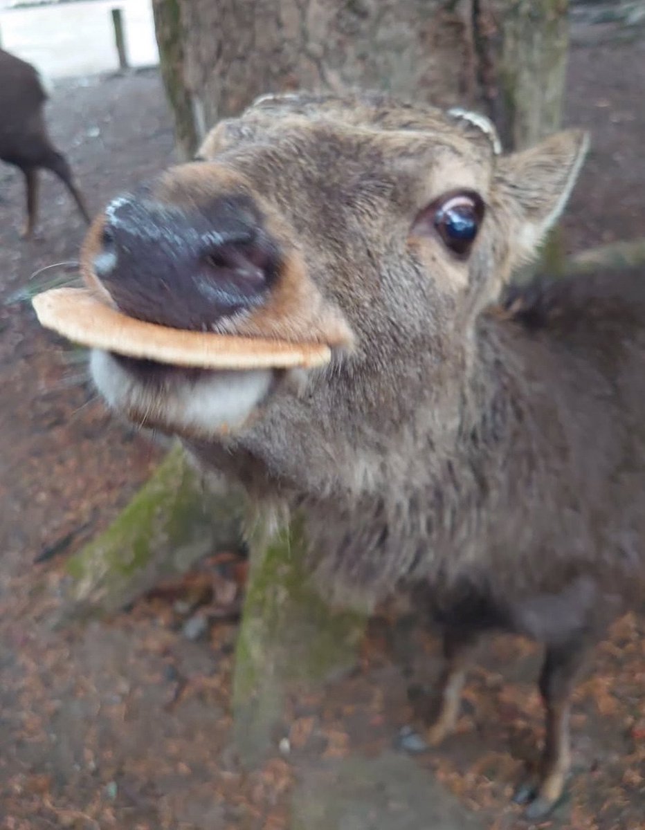 ZenithTheDeer's tweet image. A compelling argument, really.  

However, I have stolen your cracker