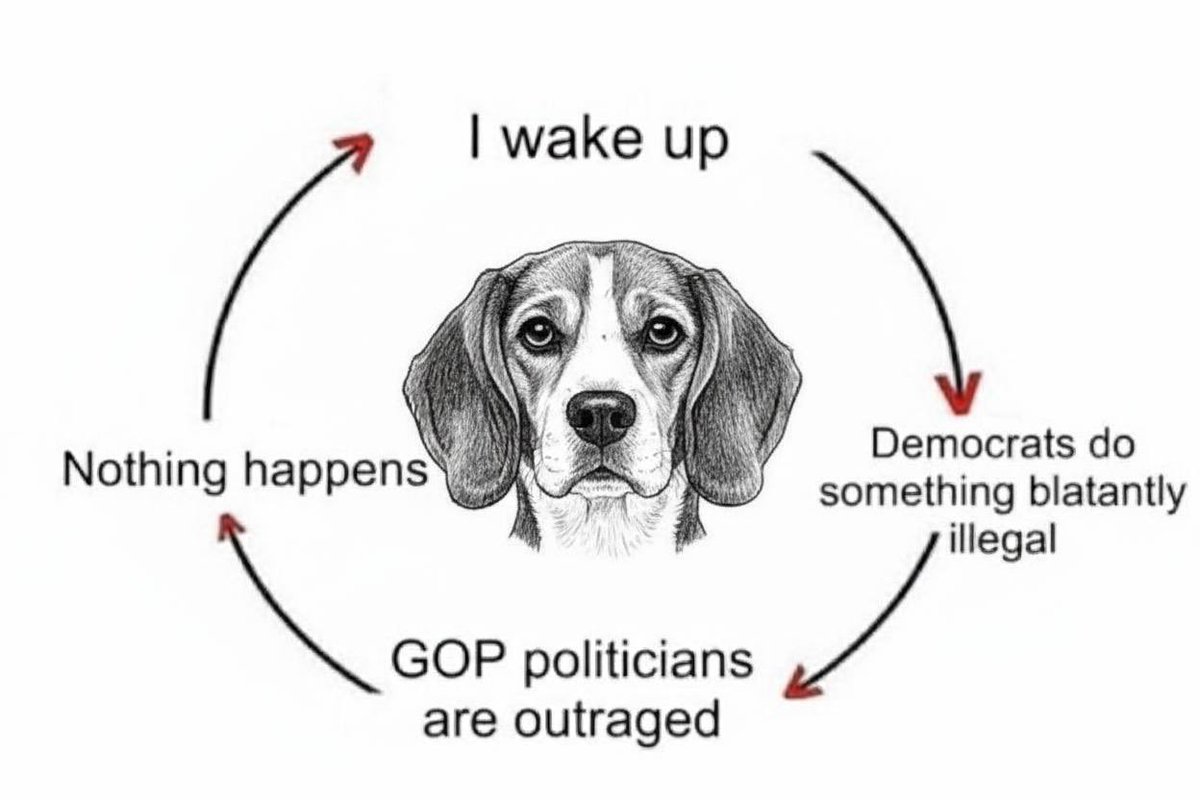 Battle Beagle (@harmlessyarddog) on Twitter photo 
