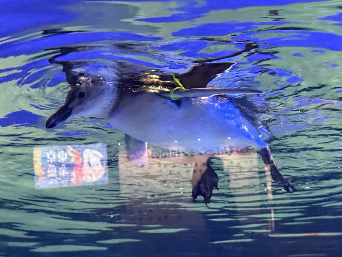 草桶 開 / kai kusaoke tweet media