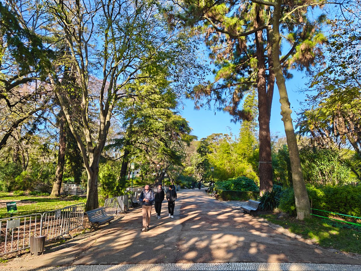 Rami Scalps tweet media