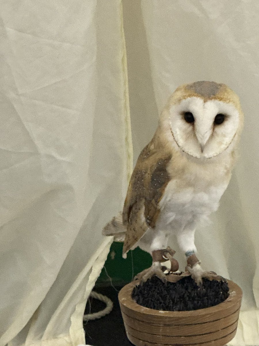 gvhawtin's tweet image. Camping, building Lego, casino night, owls 🦉 and lots of dog walks! #metime swimming and bringing in the new year with camping friends #camping #caravan