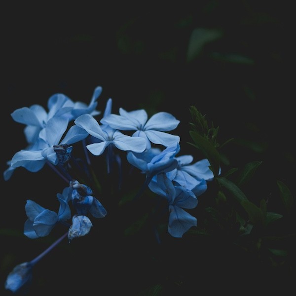 failbettercom's tweet image. "Night-Blooming Flowers" by Marlin Barton --  failbetter.com/content/night-…