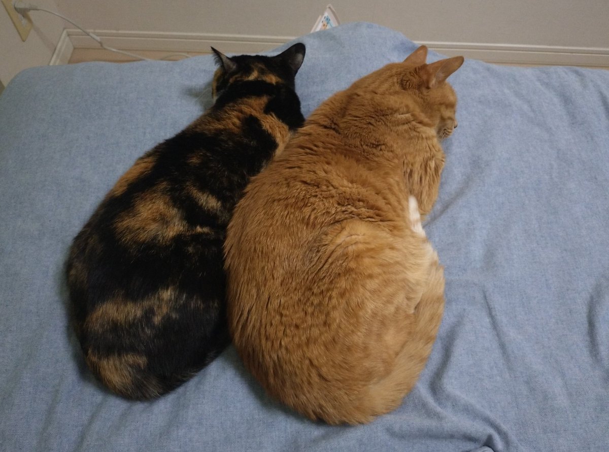 rambda's tweet image. オンザ布団乾燥機