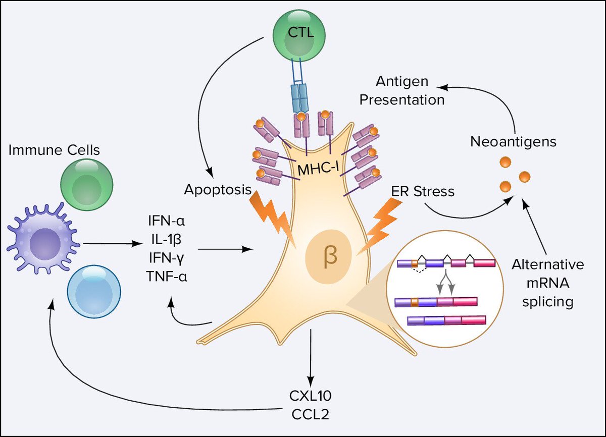 Physiology (APS Journal) tweet media