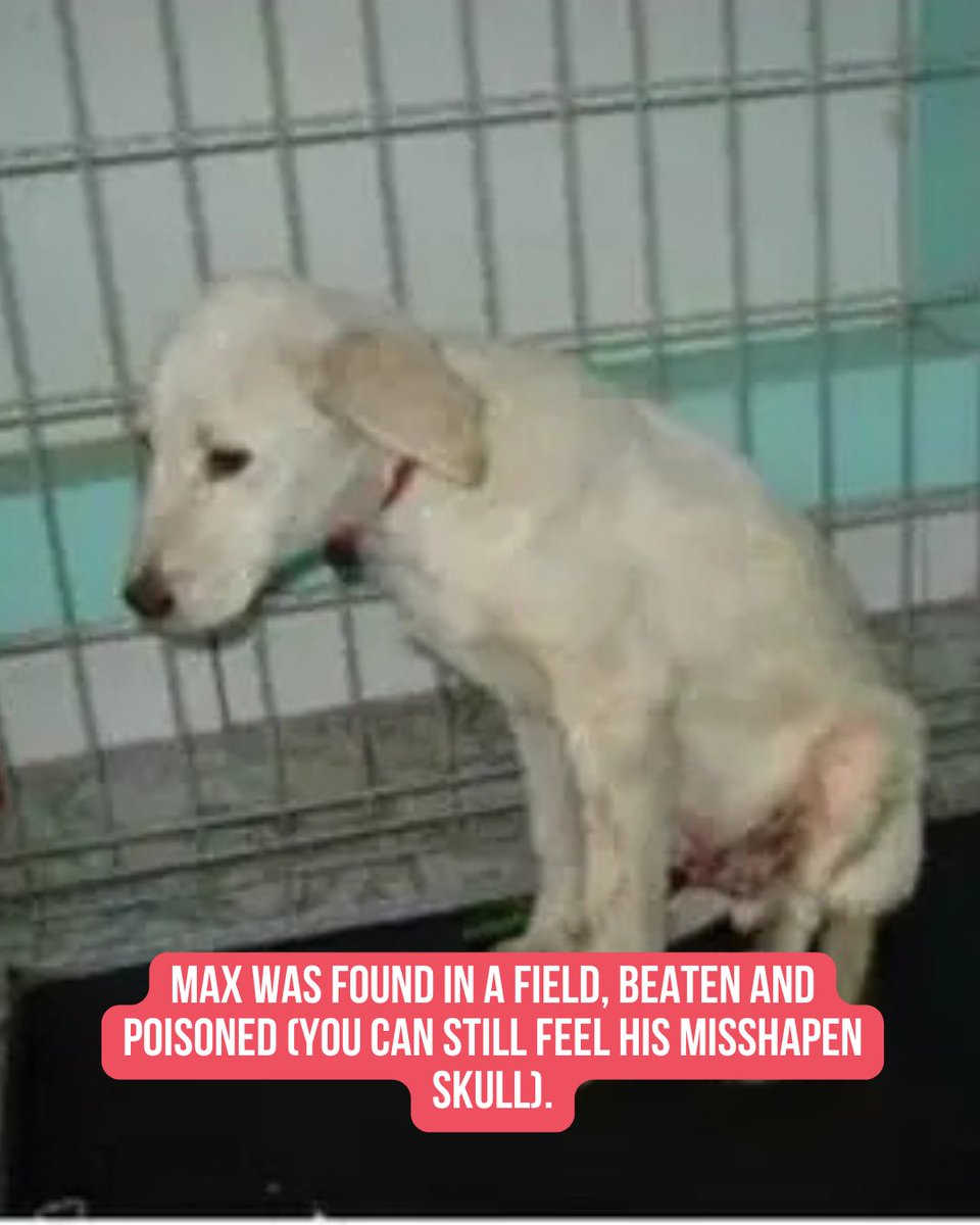 Miranda Lambert's MuttNation tweet media