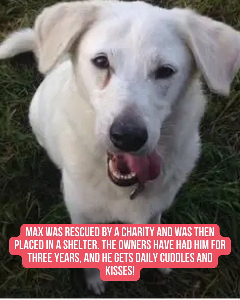 Miranda Lambert's MuttNation tweet media