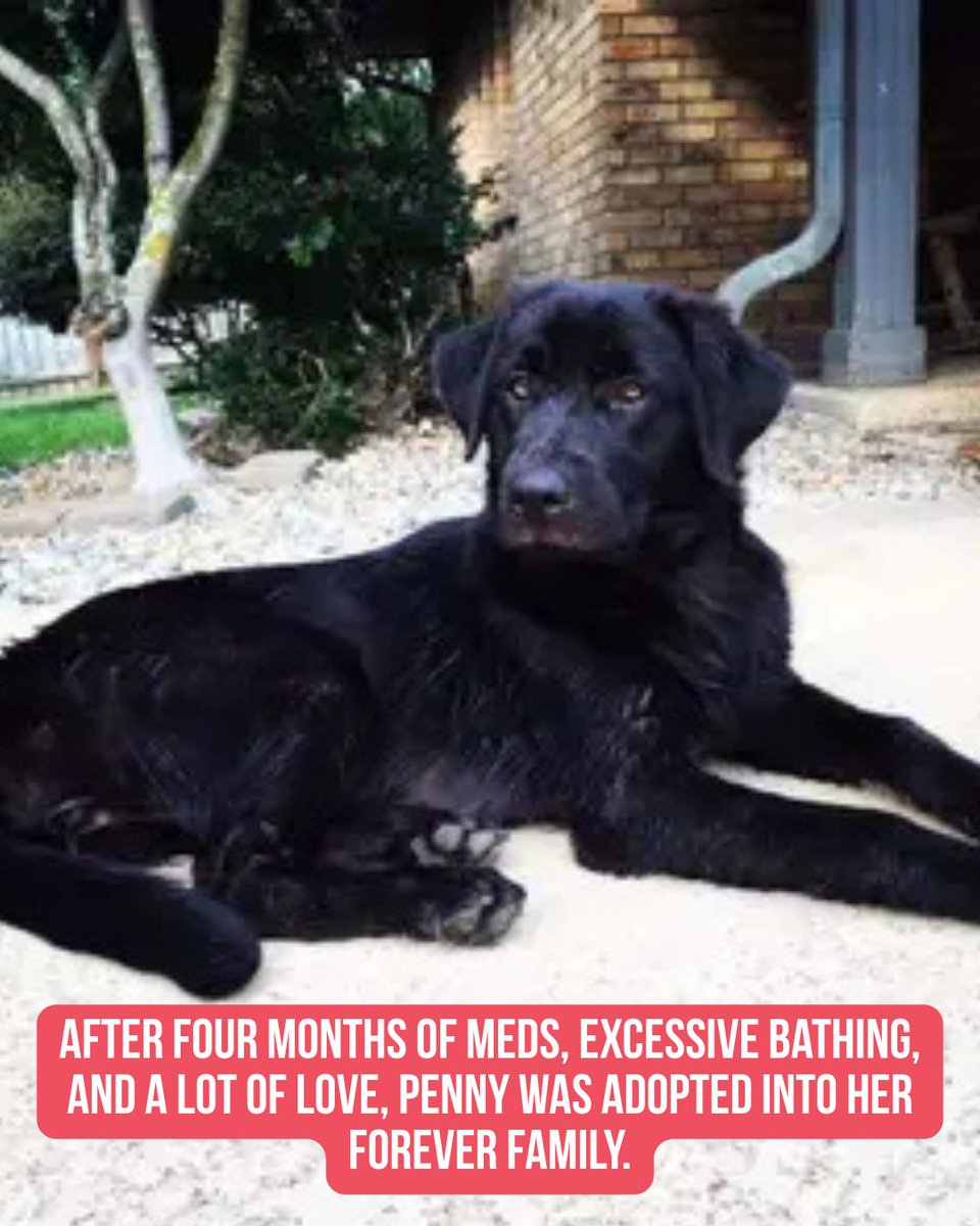 Miranda Lambert's MuttNation tweet media